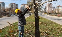 Uşak'ta Ağaçlara Bakım Yapılıyor