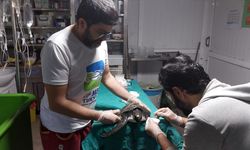 Muğla'da hayalet ağa dolanarak yaralanan yavru kaplumbağa tedavi ediliyor