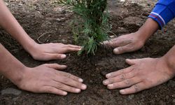 Pınar Gültekin için İzmir'de hatıra ormanı oluşturuldu
