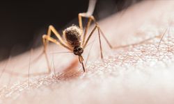 Buruli ülserine neden olan et yiyen bakterileri, sivrisinekler insanlara bulaştırıyor