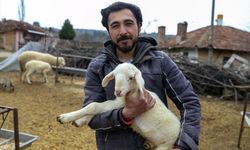 Üniversiteden mezun olup Uşak'a köye dönen genç, koyun büyütmek istiyor