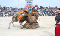Salihli'de deve güreşi festivali düzenlendi