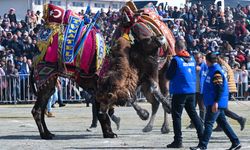 İzmir'de deve güreşi festivali yapıldı