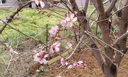 Uşak'taki Ağaçlar Şubat Bitmeden Çiçek Açtı