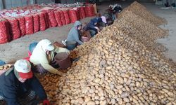 Patatesler, Sandıklı'dan büyükşehirlere gönderiliyor
