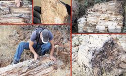 Murat Dağı Fosil Ağaç Ormanında Saha Çalışmaları Tamamlandı