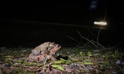 Kütahya'da üremek için ormandan gölete gitmeye çalışan kurbağalar kara yolunu aşmak zorunda