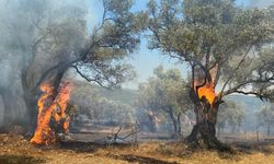 Ödemiş'te çıkan yangında zeytin ağaçları zarar gördü