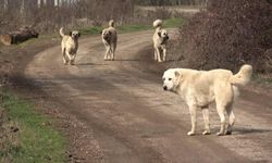 İzmir'de sahipsiz köpeklerden kaçarken kolu kırılan kişi, belediyeden şikayetçi oldu