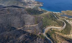 İzmir Selçuk'ta yangında zarar gören ormanlık alan havadan görüntülendi