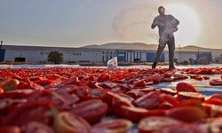 Hazirandaki yüksek sıcaklıklar domateste kurutma mesaisini erkene çekti