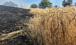 Manisa'daki yangında yaklaşık 5 dönüm buğday tarlası hasar gördü