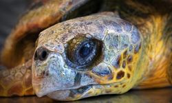 İzmir'de kıyıya vuran caretta caretta tedavi altına alındı