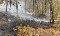 Manisa'da çıkan orman yangını kontrol altına alındı