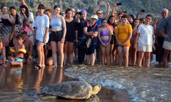 Muğla'da tedavileri tamamlanan 4 deniz kaplumbağası denize salındı