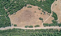 Ağaçlandırmada "hilal" ve "baklava" setleri başarı sağladı