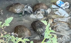 Çeşme'de kaplumbağaların kirli suda yaşam mücadelesi görüntülendi