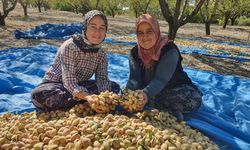 Demirci'de badem hasadına başlandı