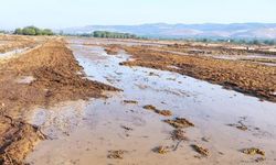 Manisa'da yağış nedeniyle taşan dereler, kurumaya bırakılan üzümlere zarar verdi