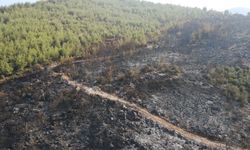 Muğla'nın Milas ilçesinde çıkan orman yangını kontrol altına alındı