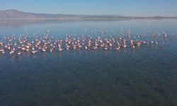 Kuş cenneti olarak bilinen Acıgöl flamingolarla bir başka güzel