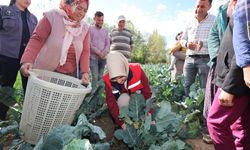 Sinanpaşa'da devlet desteğiyle ekilen brokoli üreticinin yüzünü güldürdü