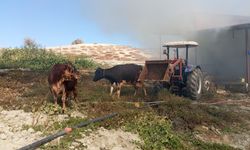 Ahırda çıkan yangında 1 kişi yaralandı