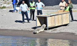 Yaralı halde bulunan Akdeniz foku tedavisinin ardından denize bırakıldı