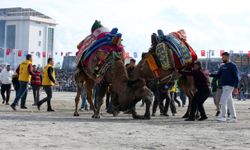 Aydın'da deve güreşi festivali düzenlendi