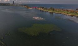 İzmir Körfezi'nde deniz yosunu oluştu