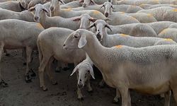 Anadolu'nun yerli koyun ırkları için 2,7 milyar TL'lik destek