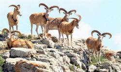 Muğla'da yaban keçisi avlamak için yapılan 5 baraka yıkıldı