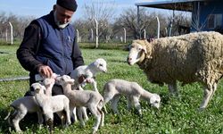 Turgutlu'da 1 koyun 5 kuzu birden dünyaya getirdi