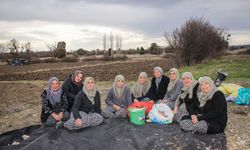 Kütahya'da ata tohumu sarımsakları kadın kooperatifi sayesinde toprağa kavuştu