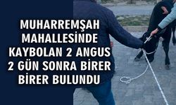 Muharremşah’ta kaybolan 2 siyah angus bulundu