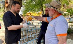 Sırbistan'dan Denizli'ye gelen Gökkuzgunu koruma altında!