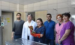 Afyonkarahisar'da yılanı tedavi edip doğaya saldılar