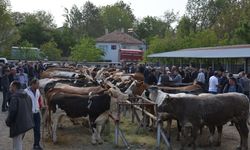 Banaz'da bulaşıcı hastalıktan dolayı kapatılan canlı hayvan pazarı yeniden açıldı