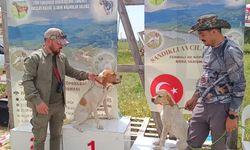 Sandıklı'da düzenlenen av köpeği yarışına Uşak ve çevre illerden katılım sağlandı