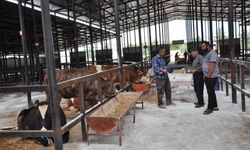 Kütahya'da "Canlı Hayvan Pazarı" açıldı