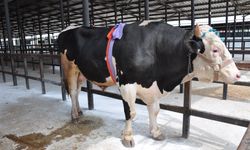 Kütahya’da bin 200 kilogramlık kurbanlık tosun 350 bin TL'ye satıldı!