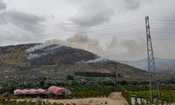 Bayındır'da zeytinlik alanda çıkan yangın kontrol altına alındı