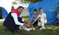 Uşak'ta yaylalarda hayvancılık yapan üreticilerin yaşamı artık daha konforlu