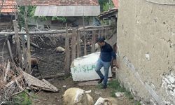 Domaniç Küçükköy'de kurtların saldırdığı koyunlar telef oldu