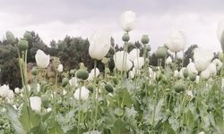 Afyonkarahisar'da haşhaş tarlaları çiçeklendi