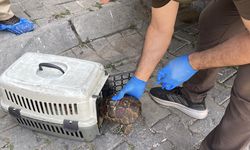 Efeler'deki çöp evden 12 kedi ve 3 kaplumbağa çıktı