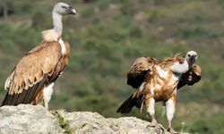 Sandıklı'da akbabalar görüntülendi