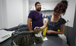 Karabağlar'da Gurbet Aslantürk'ün sokakta bitkin halde bulduğu kedi kök hücre nakliyle kurtuldu