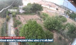 Uşak'ta şiddetli esen rüzgar, Gücer köyündeki kiraz ağacını 2'ye böldü!