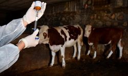 Uşak'ın komşusunda Şap paniği!